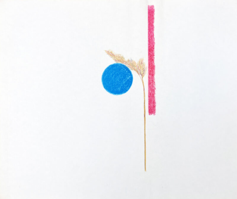 Virginia Cuppaidge 'MacDowell Colony Grasses 1' 1975 crayon 35.5 x 42.5 cm