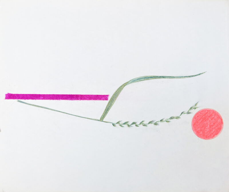 Virginia Cuppaidge 'MacDowell Colony Grasses 3' 1975 crayon 35.5 x 42.5 cm