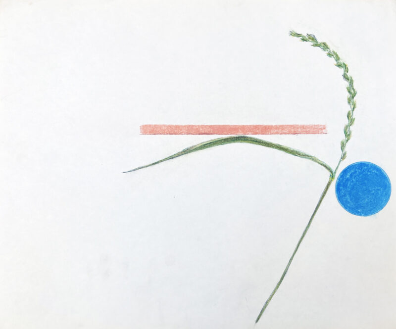 Virginia Cuppaidge 'MacDowell Colony Grasses 4' 1975 crayon 35.5 x 42.5 cm