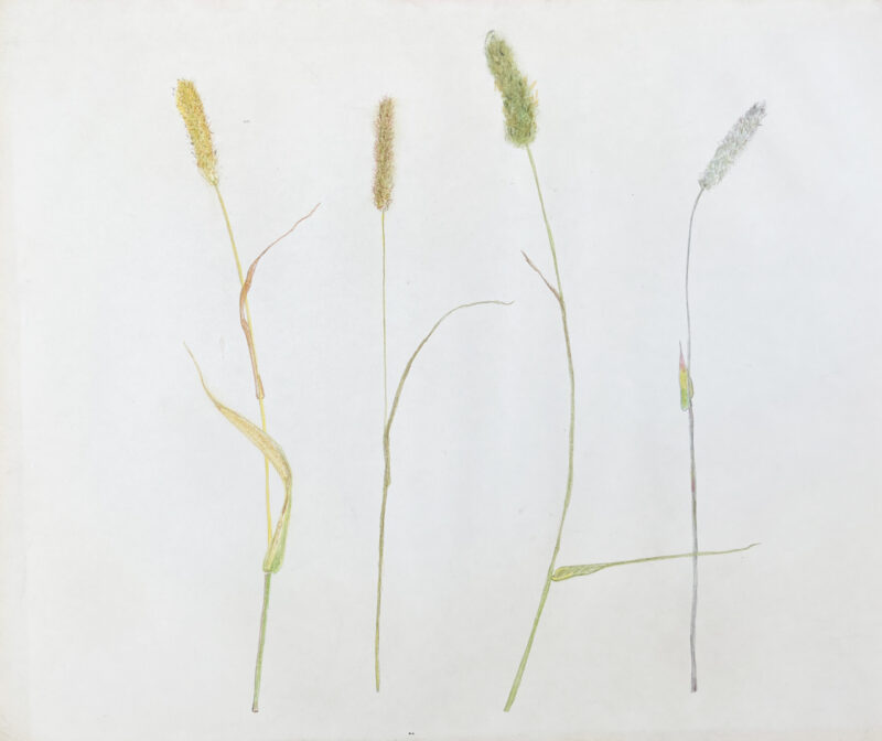 Virginia Cuppaidge 'MacDowell Colony Grasses 5' 1975 crayon 35.5 x 42.5 cm
