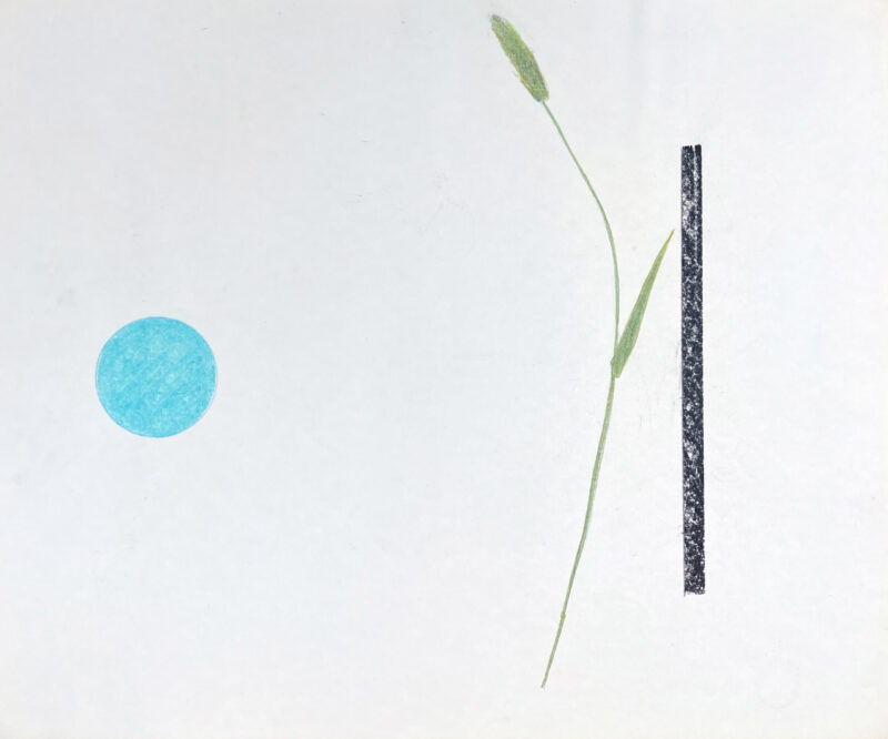 Virginia Cuppaidge 'MacDowell Colony Grasses 6' 1975 crayon 35.5 x 42.5 cm