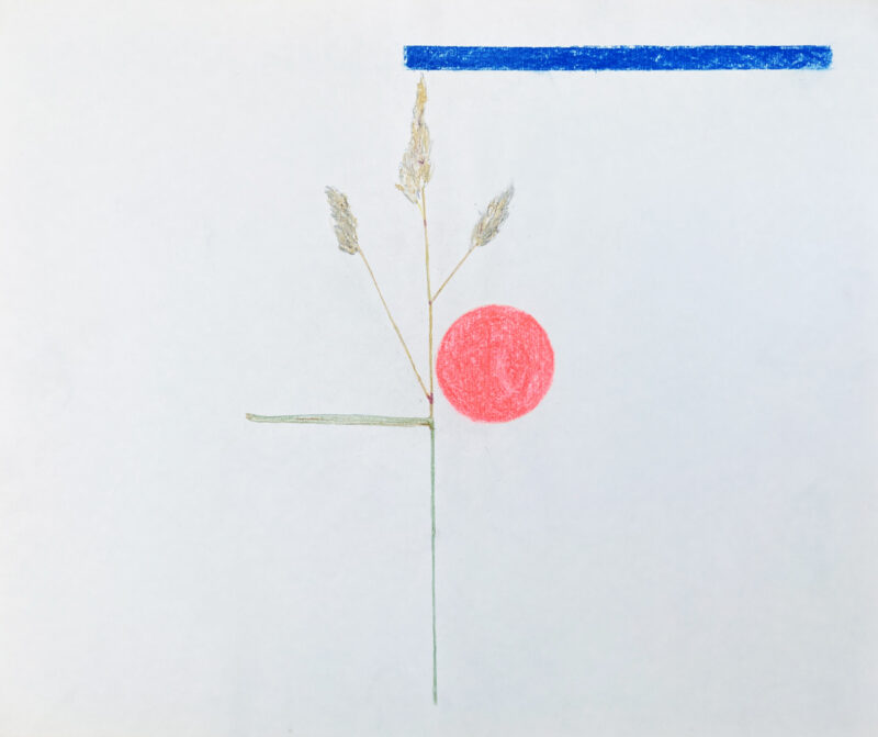 Virginia Cuppaidge 'MacDowell Colony Grasses 8' 1975 crayon 35.5 x 42.5 cm